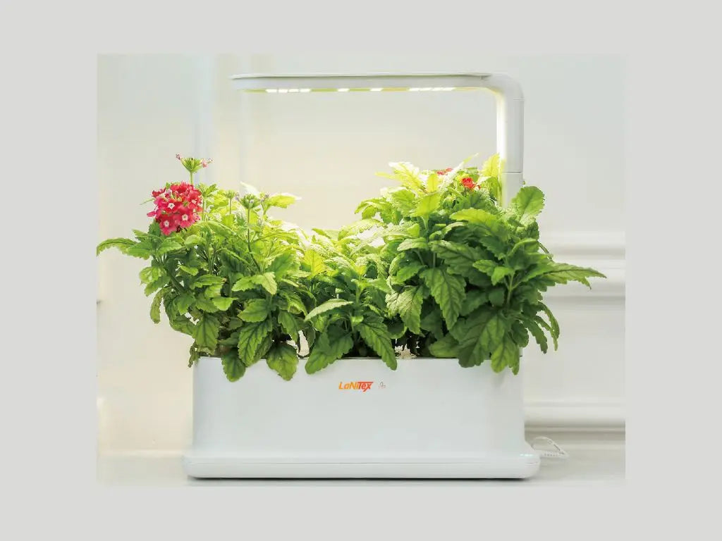 Herbs and flowers under the desk lamp style grow light of a LaNiTex indoor herb garden