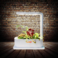 LaNiTex Desktop Grow Box growing young basil under a full-spectrum LED grow light
