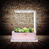 Succulents growing in a LaNiTex countertop hydroponic garden against a brick wall