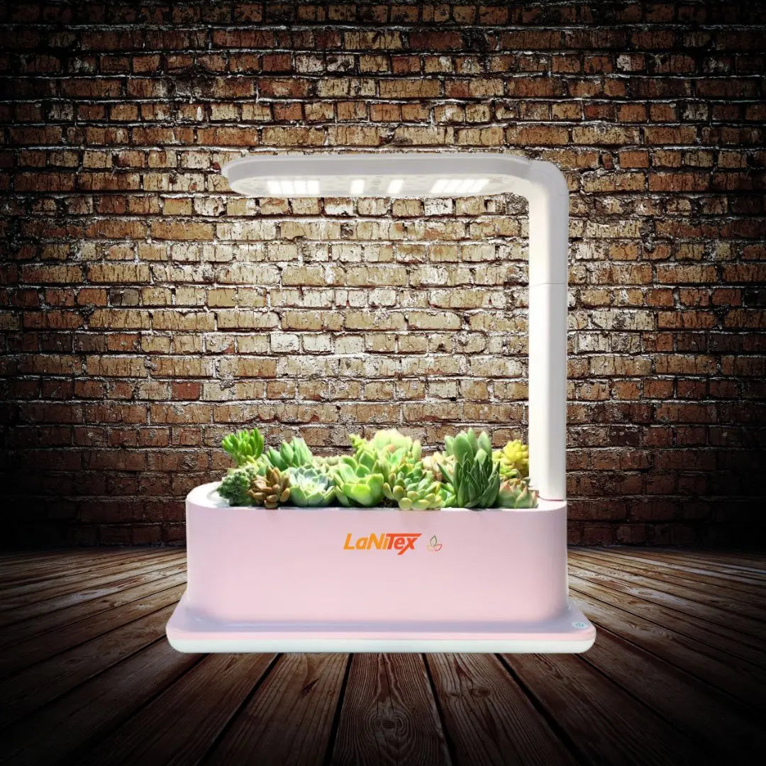 Succulents growing in a LaNiTex Desktop hydroponic kit against a brick wall