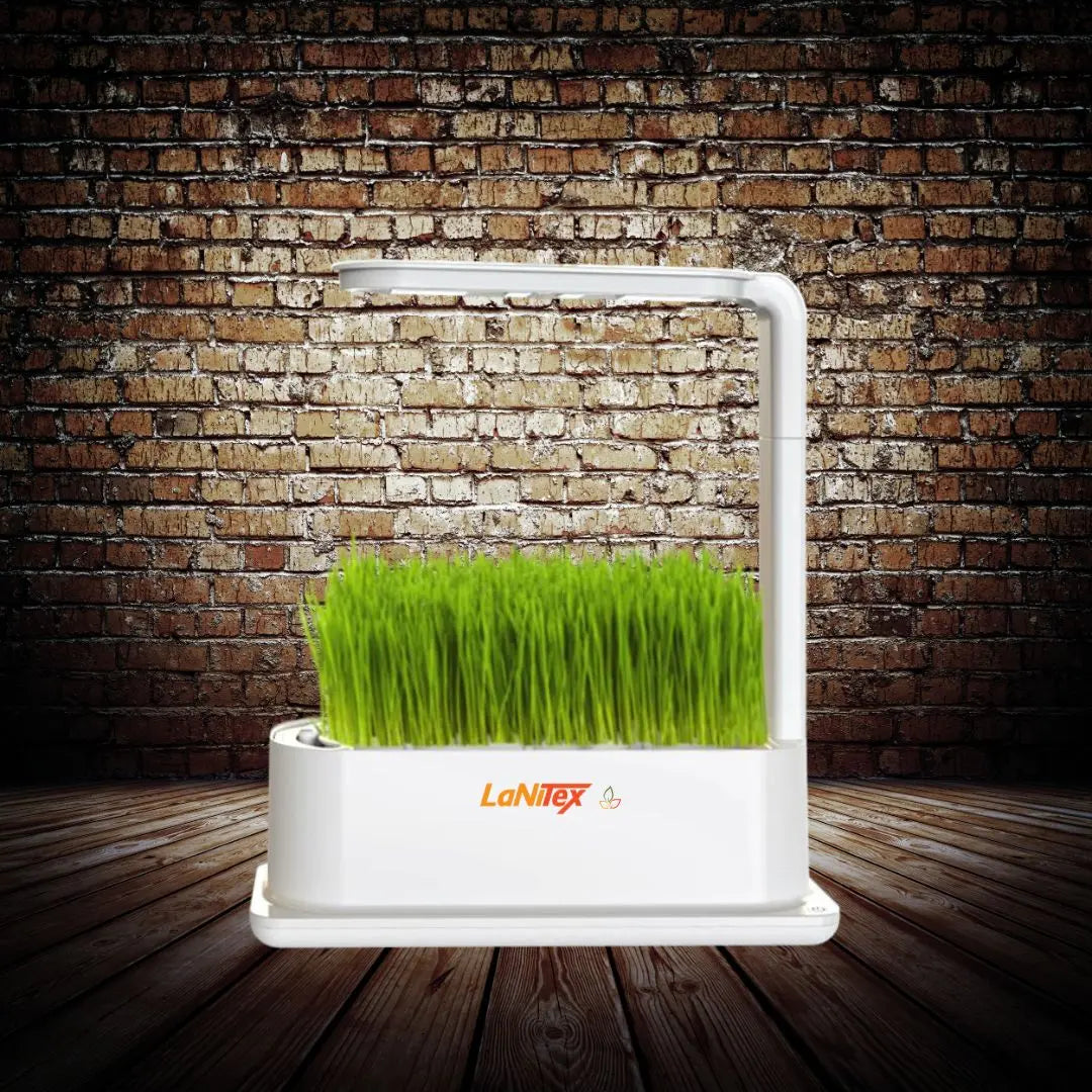 Wheatgrass microgreens in a LaNiTex indoor herb garden grow box under a desk lamp style full-spectrum LED light