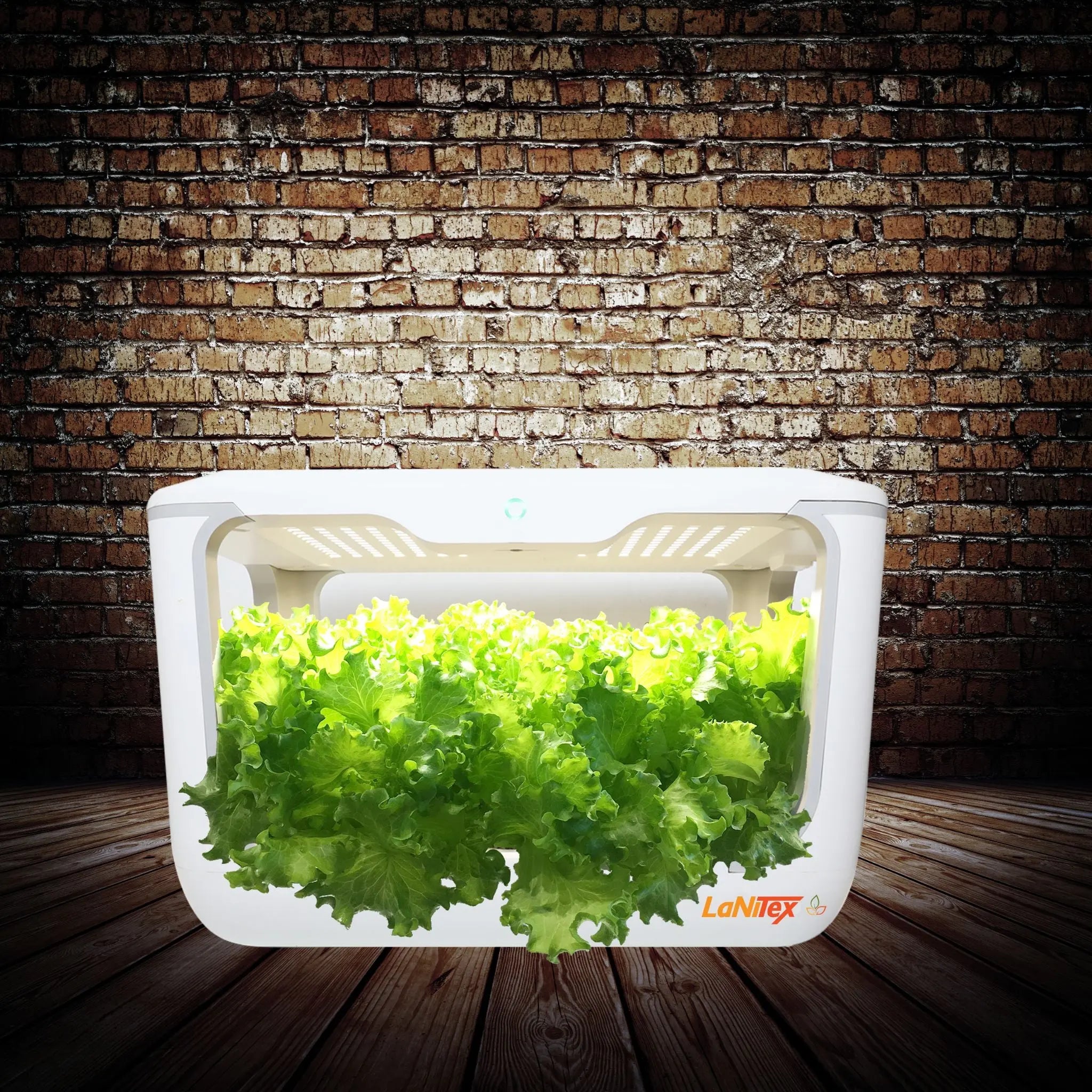 Clean and modern hydroponic system allowing fresh vegetables to grow without soil.
