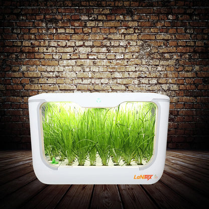 15-hole hydroponic system utilizing water-based nutrients for optimal plant growth.