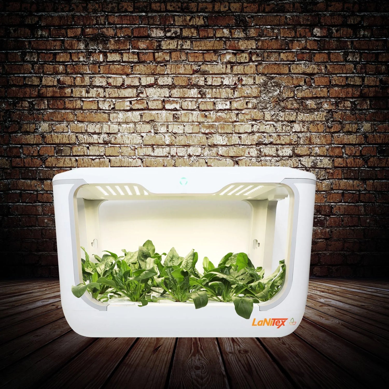 Multi-hole hydroponic system efficiently growing plants indoors without soil.