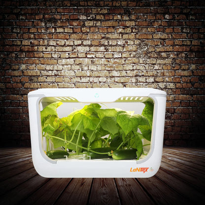 A white hydroponic grow box with 15 holes, cultivating fresh leafy greens indoors.