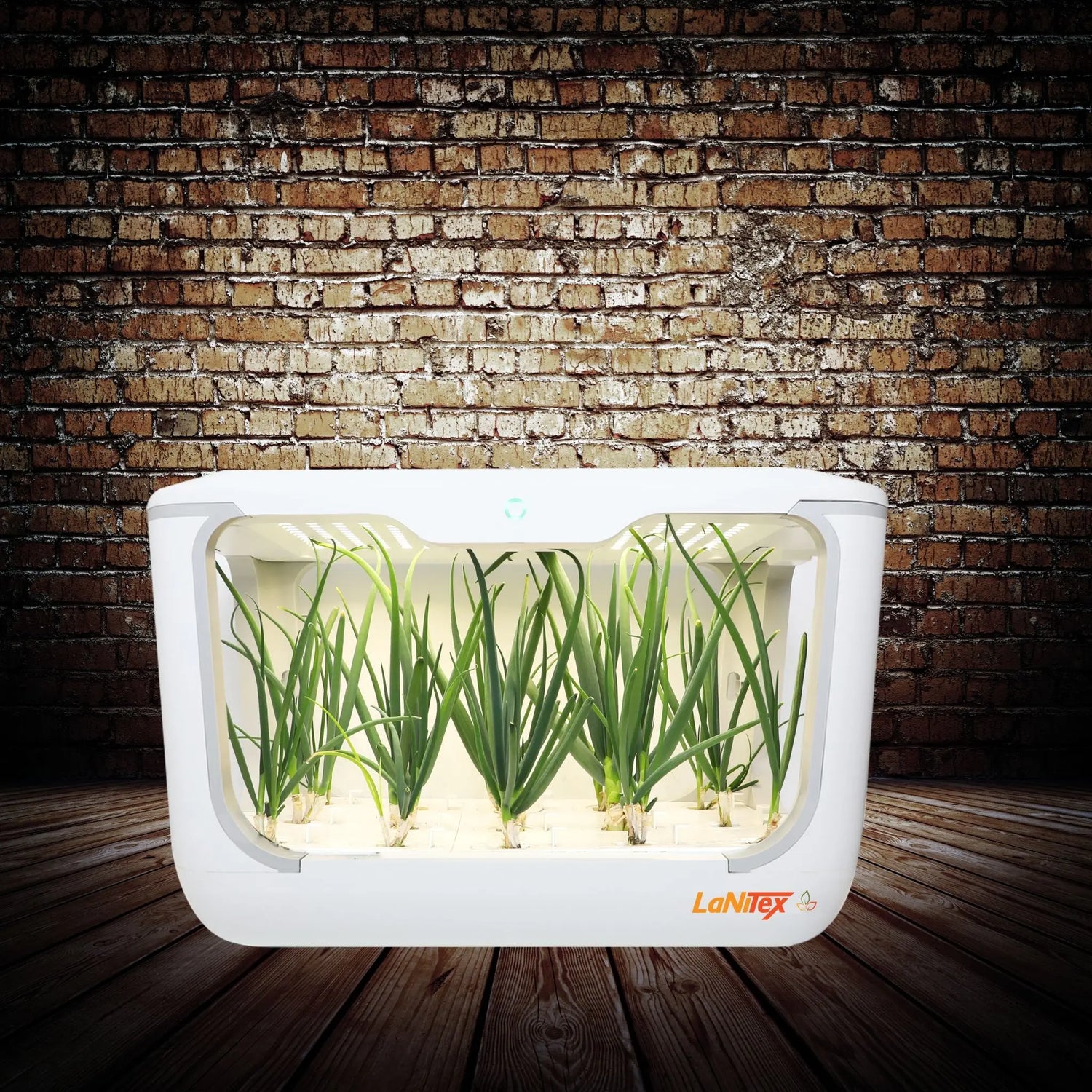 Space-saving hydroponic system supporting healthy plant growth with water-based feeding.
