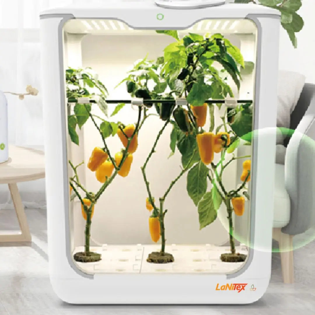 Grow Box Tall hydroponic system growing capsicum and peppers indoors under LED