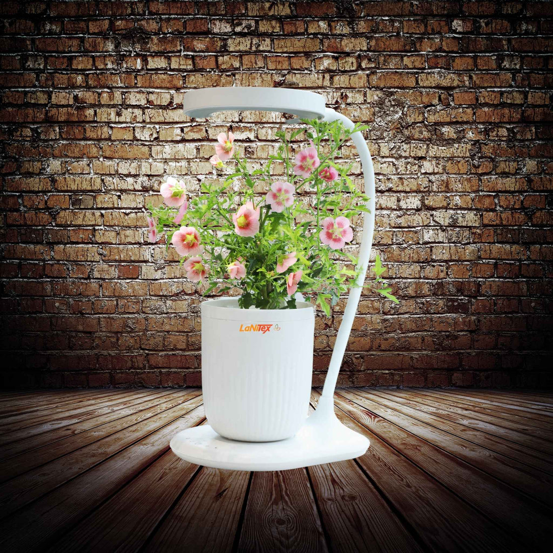 Small hydroponic grow cup supporting efficient, water-fed vegetable growth.