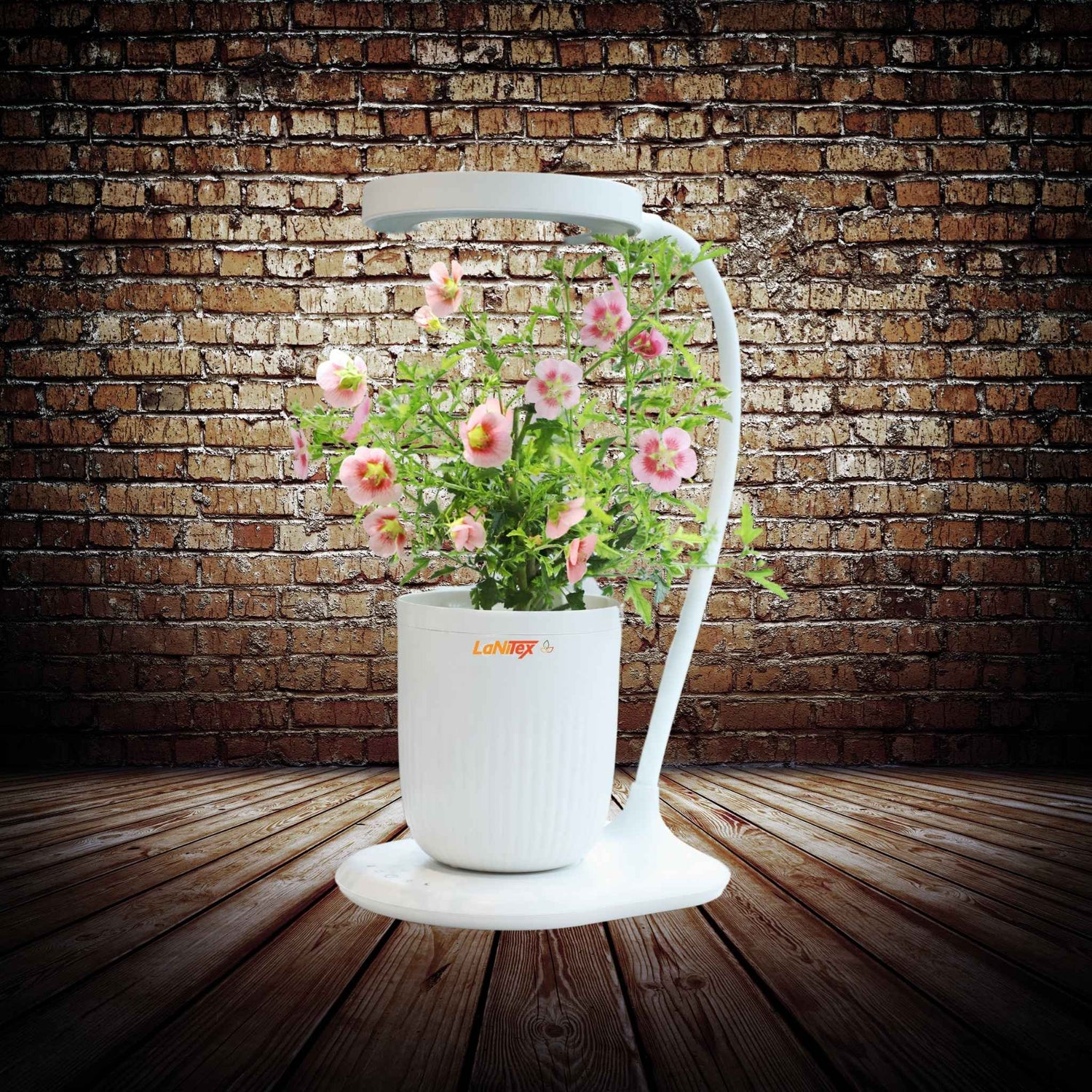 Small hydroponic grow cup supporting efficient, water-fed vegetable growth.
