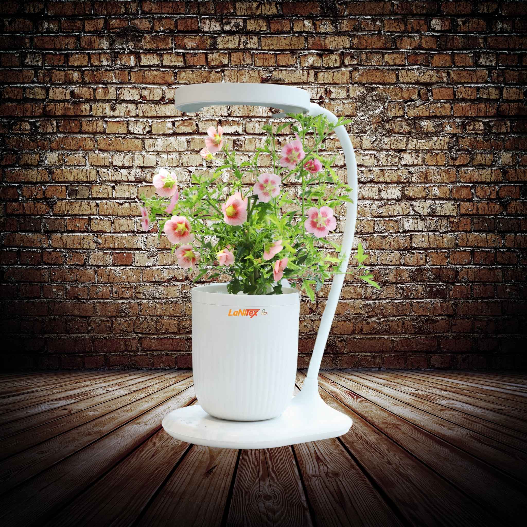 Mini Indoor Grow Pot, a self watering plant pot with a gooseneck LED grow light, growing flowers soil-free indoors