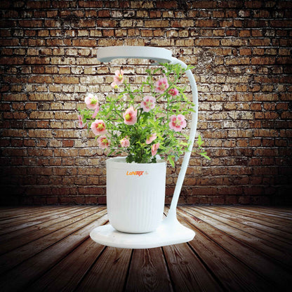 Small hydroponic grow cup supporting efficient, water-fed vegetable growth.
