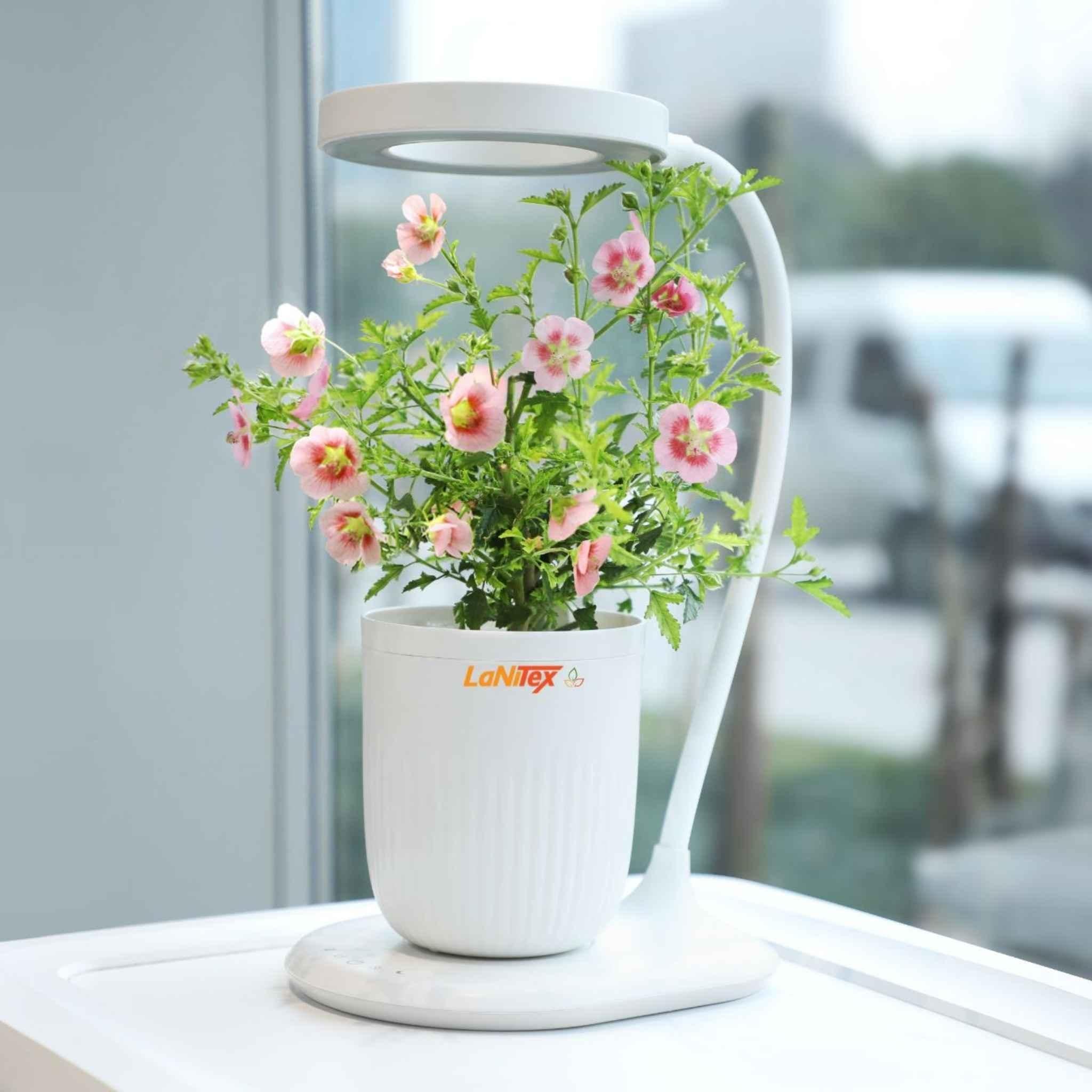 The Mini self watering pot growing a flower indoors