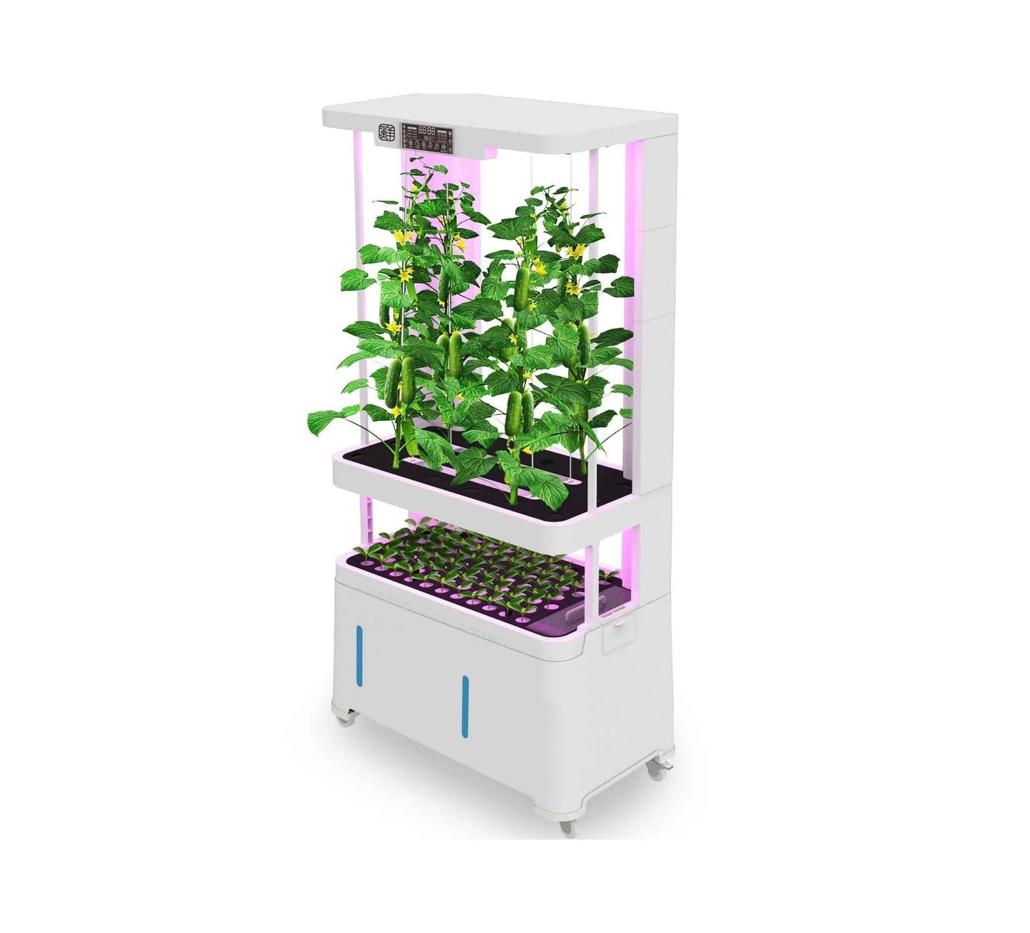 Indoor hydroponic garden system with cucumber