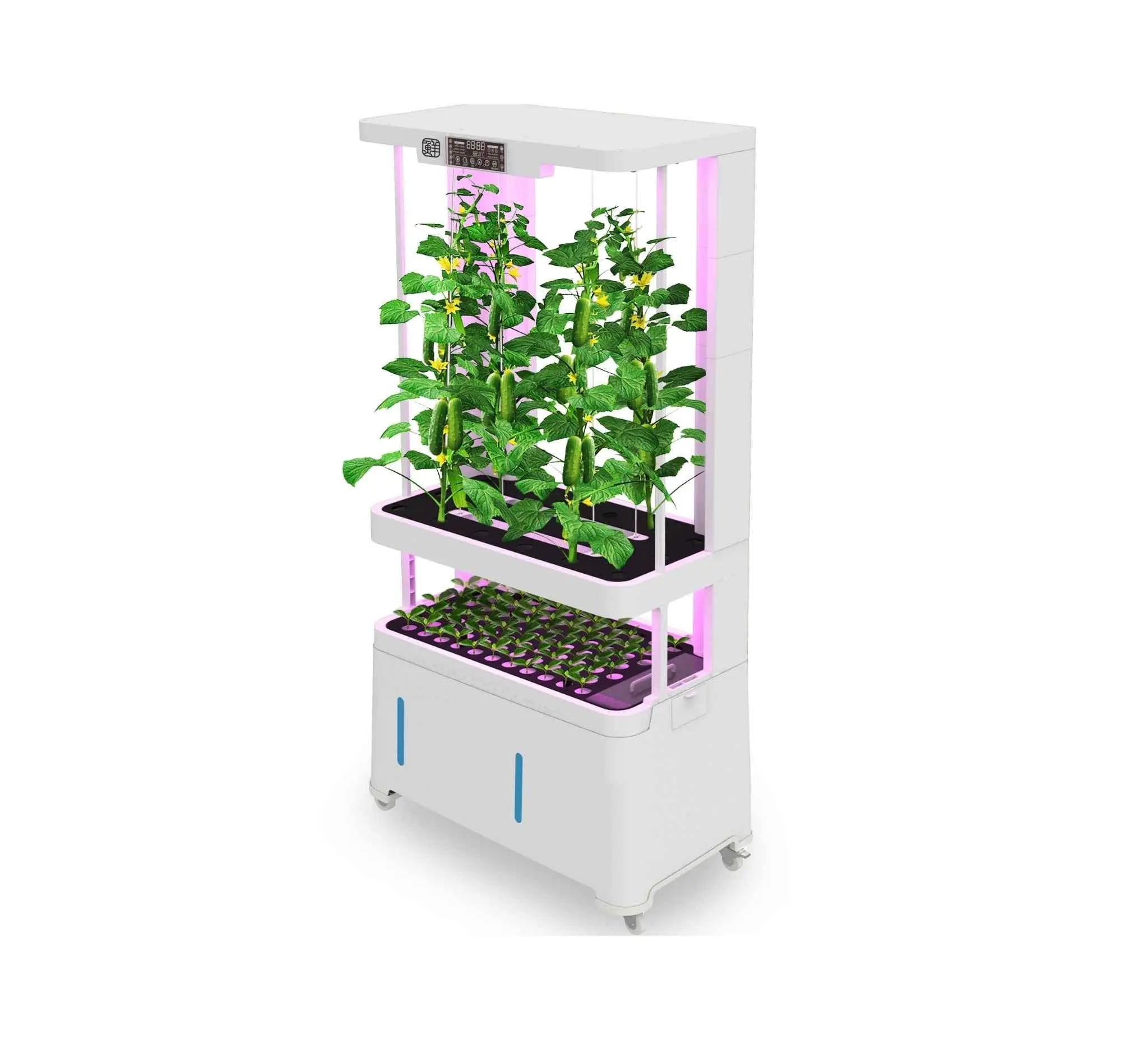 Automated self-watering hydroponic system shown with cucumber plants (LaNiTex V5.2-T)