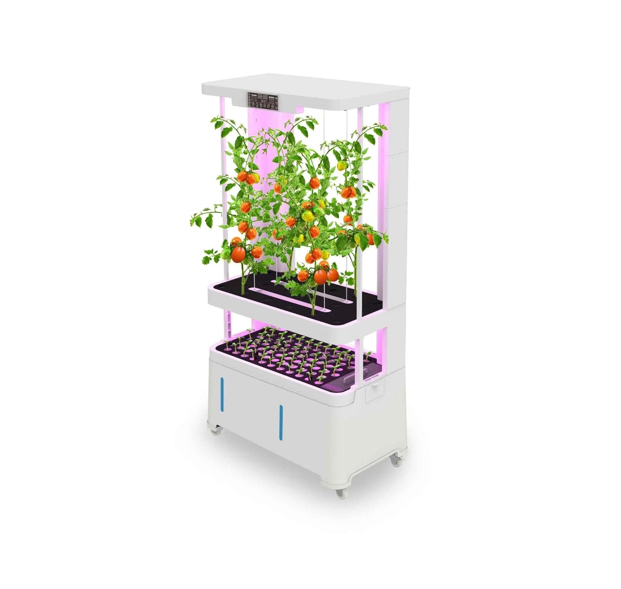 Automated self-watering hydroponic system shown with tomato plants (LaNiTex V5.2-T)