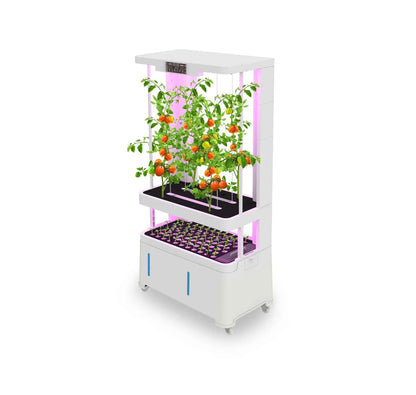 Indoor hydroponic garden system with tomatoes 