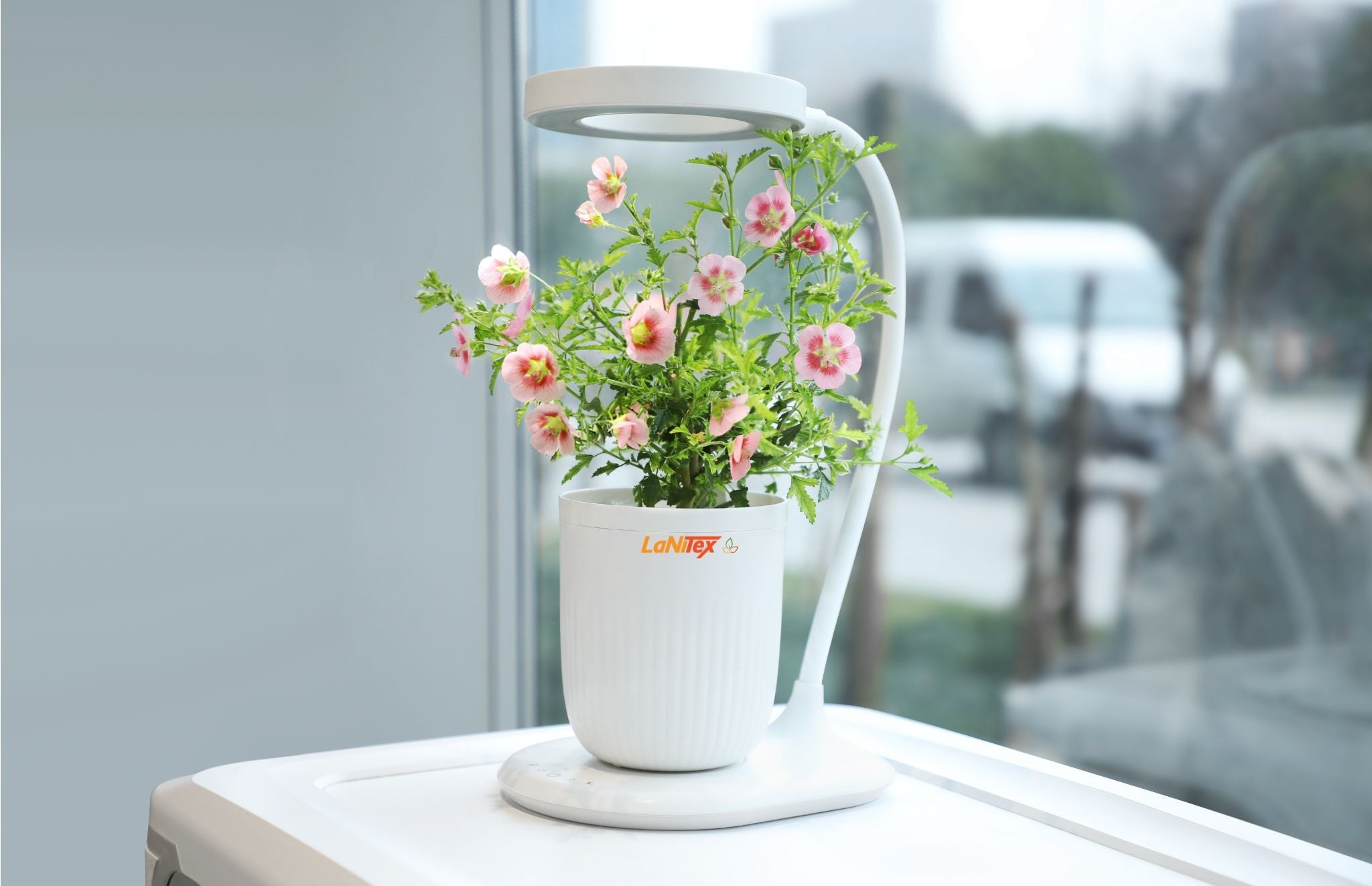 LaNiTex Mini Indoor Grow Pot, a self watering pot with a fresh green plant