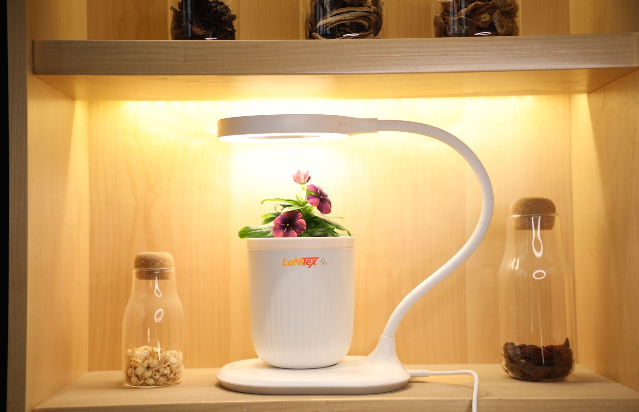 hydroponic system using nutrient-rich water in a small grow cup to sustain healthy plant growth.
