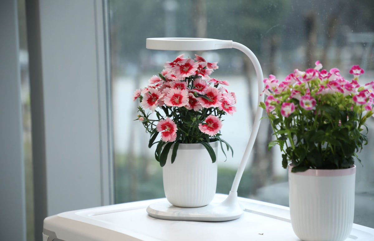 The Mini self watering pot growing a fresh plant under its grow light