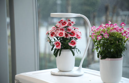 LaNiTex Mini Indoor Grow Pot self-watering hydroponic planter on a desk