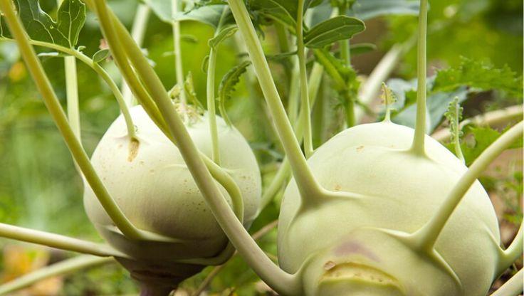 Kohlrabi plants with pale green bulbs and leafy stems, thriving in a hydroponic growing system.