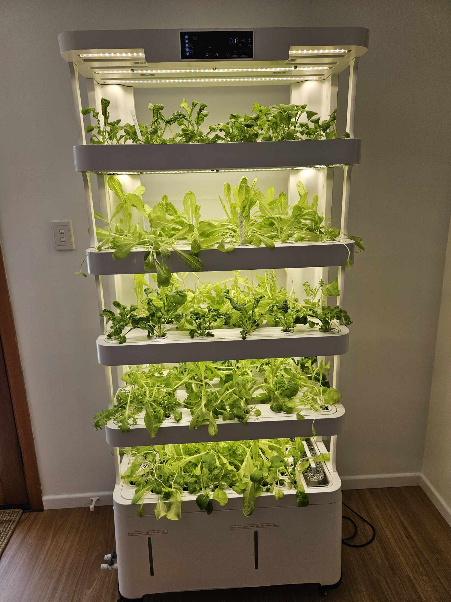 A well-maintained LaNiTex hydroponic tower showing efficient hydroponic growing at home.