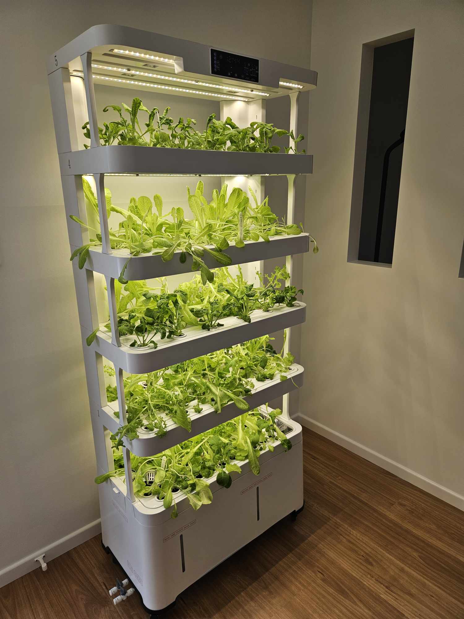 Thriving plants in an Indoor Hydroponic Vegetable Garden, cultivated without soil.