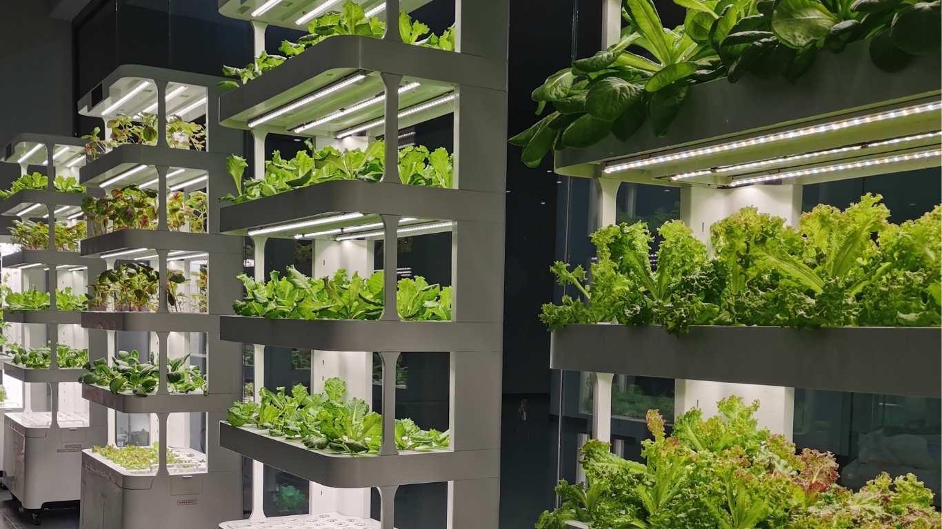 LaNiTex Hydroponic Vegetable Garden showroom