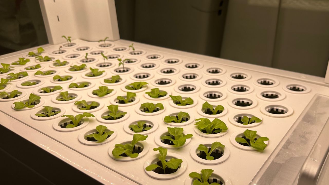 Hydroponic system providing optimal conditions for fresh vegetable growth indoors.