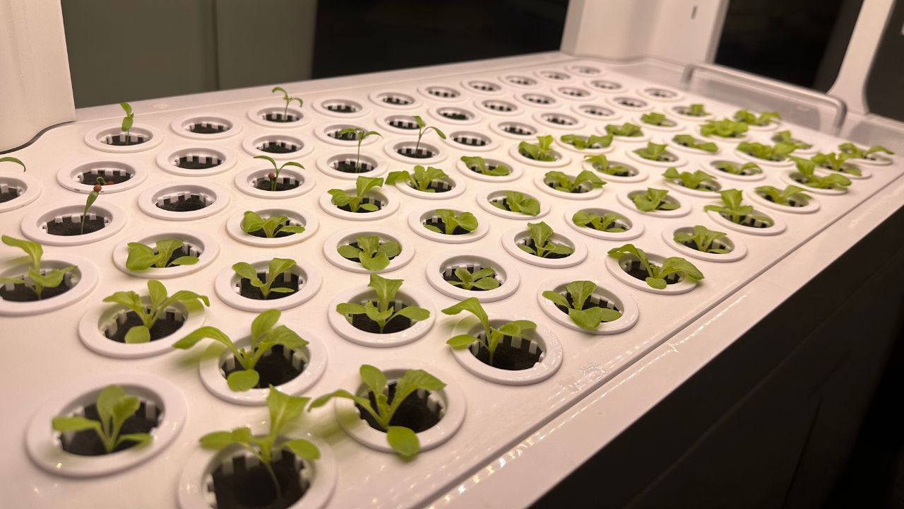 Eco-friendly indoor hydroponic system growing fresh vegetables indoors all year.