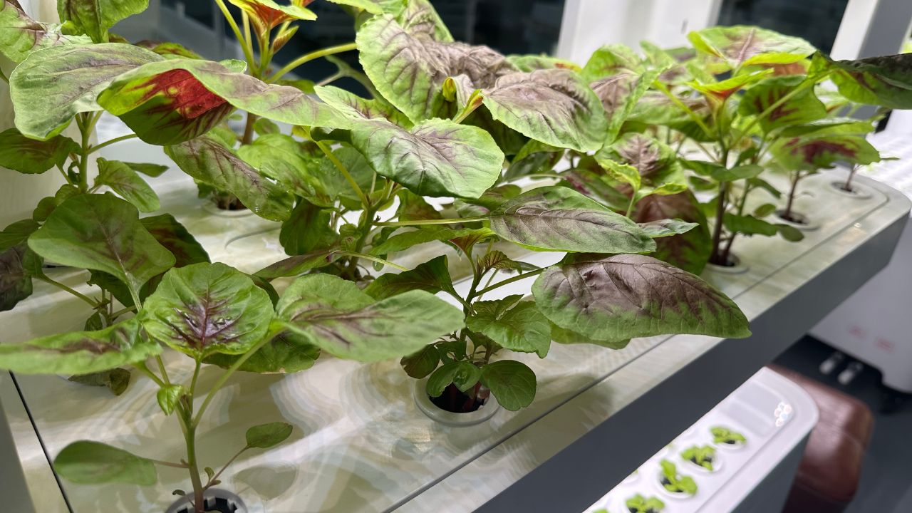 A stacked hydroponic system thriving with green vegetables in a controlled indoor environment.