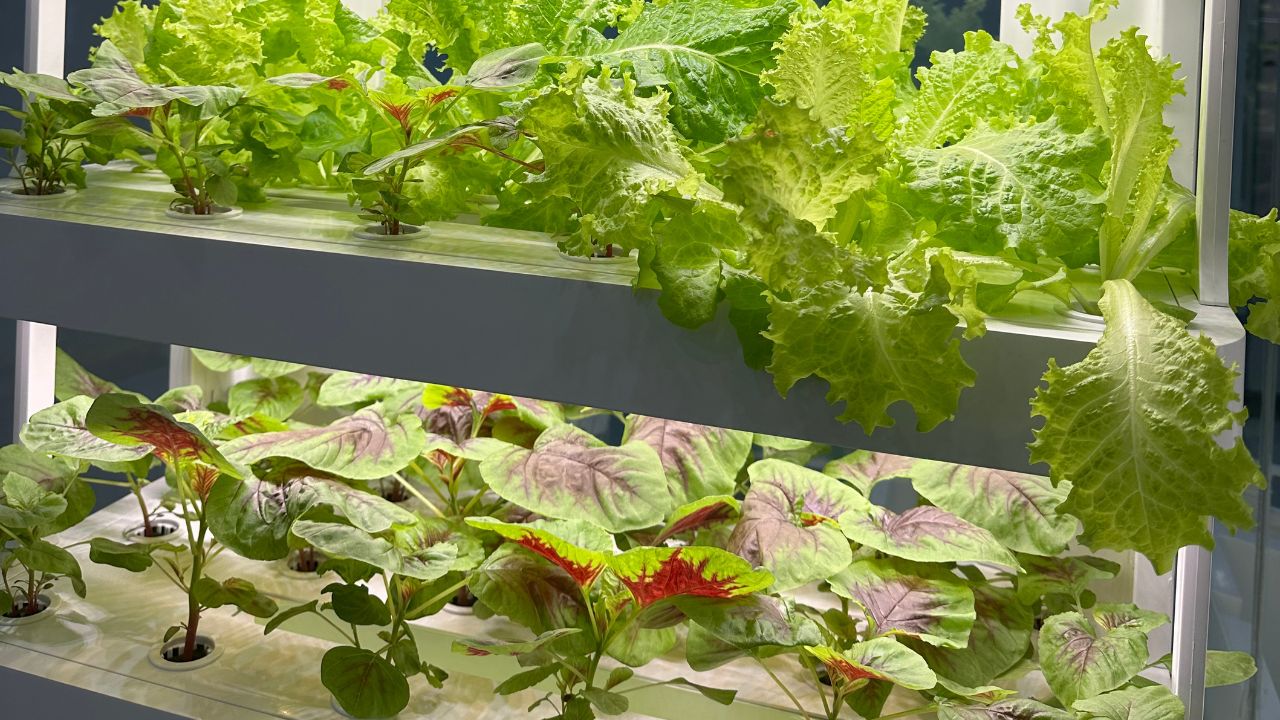 Two tiers of vertical hydroponic gardening on the V5.2-A tower, filled with lettuce and red amaranth