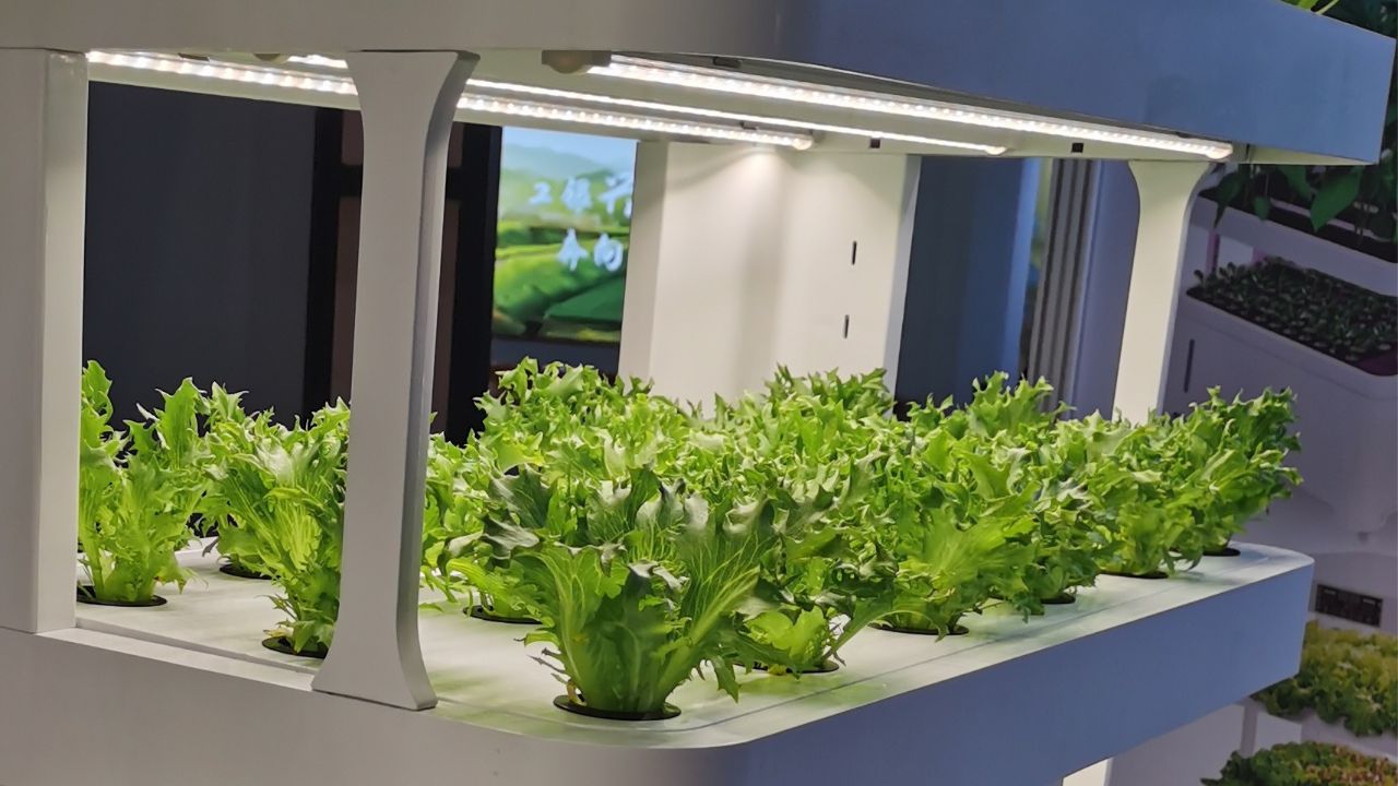 Growing shelf of the LaNiTex V5.2-A indoor hydroponic system with full-spectrum LED bars and fresh lettuce