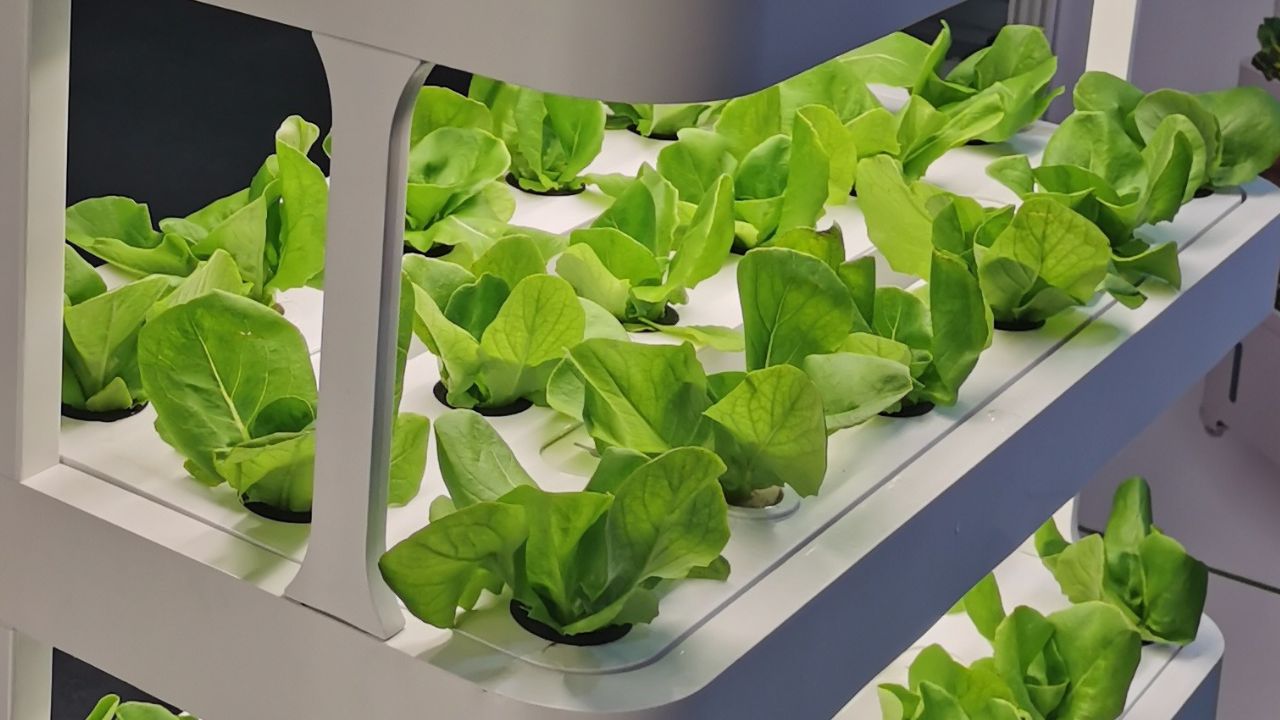 Innovative indoor hydroponic setup cultivating nutrient-rich greens year-round.
