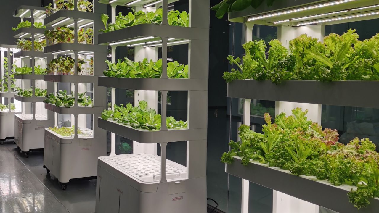 A carefully engineered hydroponic system allowing vegetables to grow year-round indoors.