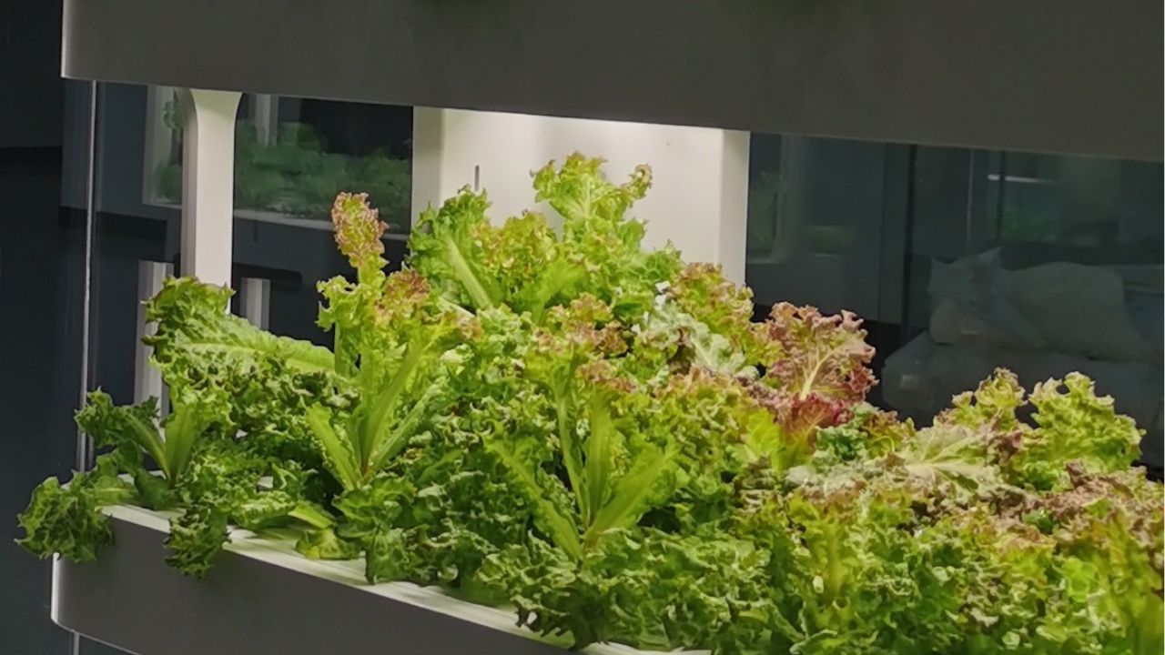 Vertical hydroponic tower with stacked trays of leafy greens for high indoor yields.