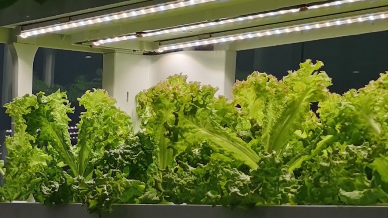 Vertical hydroponic tower with multiple tiers of fresh leafy greens.