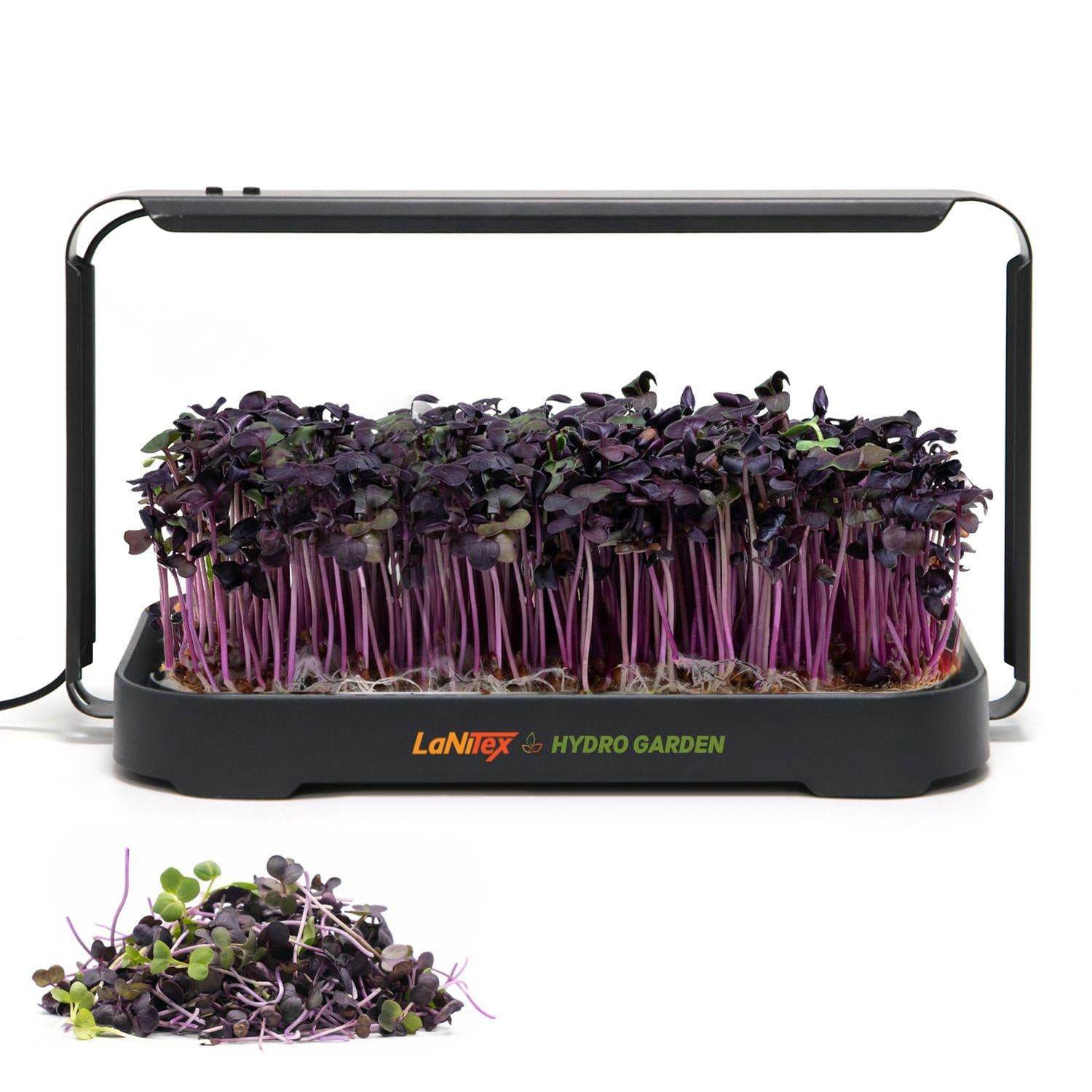 Purple radish microgreens grown in the LaNiTex Smart Microgreen Kit, with a harvested handful