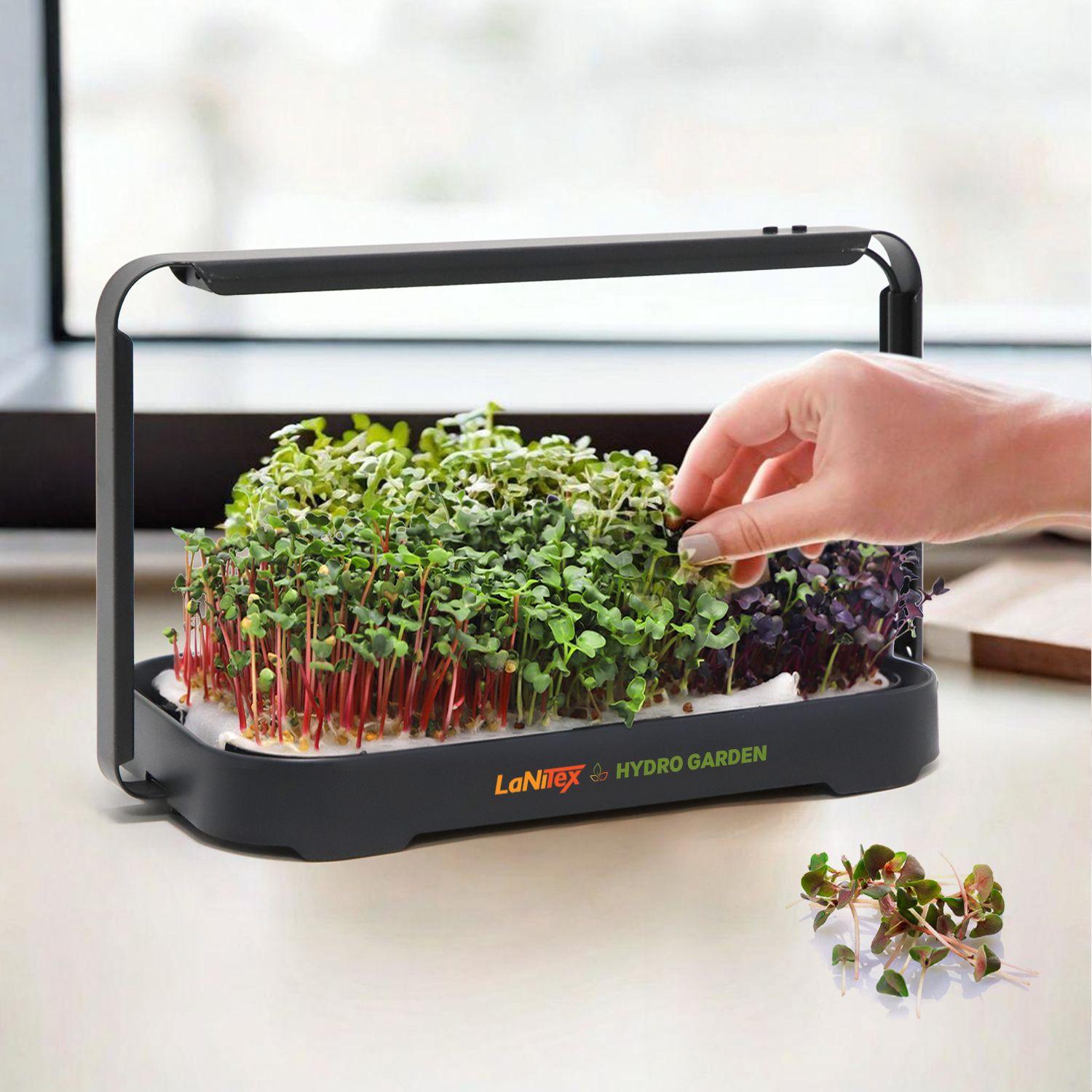Hand harvesting mixed microgreens from the LaNiTex Smart Microgreen Kit by a window