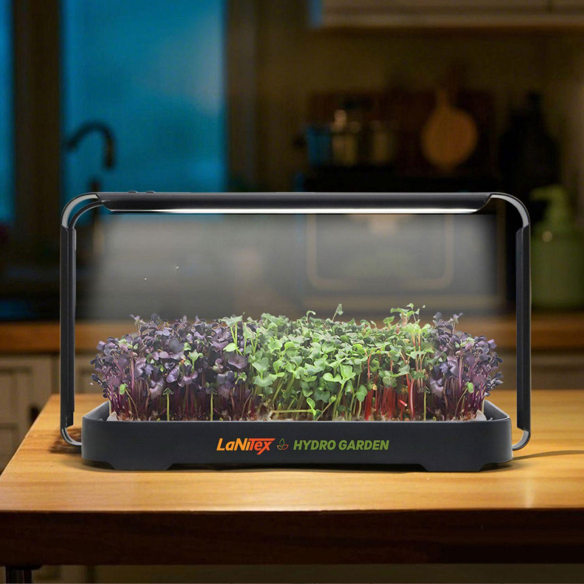 LaNiTex Smart Microgreen Kit growing mixed microgreens on an evening kitchen bench