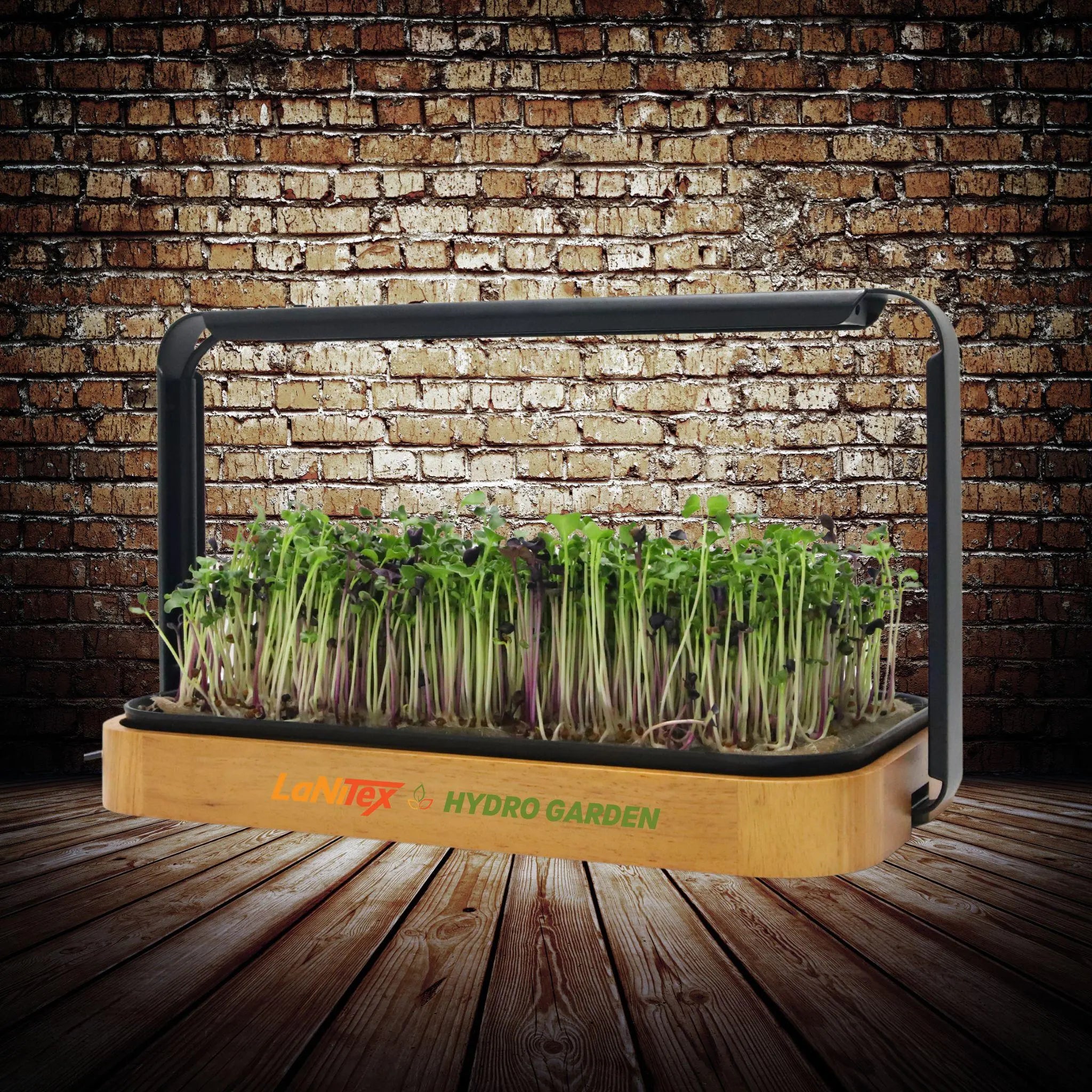 LaNiTex wooden microgreen kit in a warm wood-grain finish, growing fresh microgreens under a full-spectrum LED