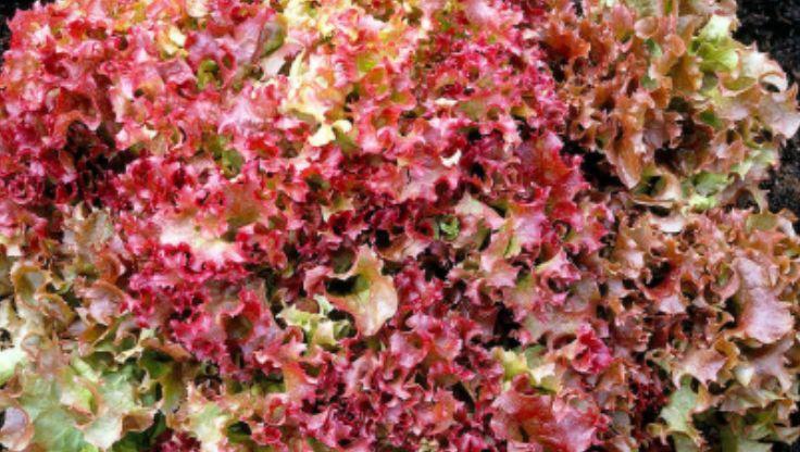 Lollo lettuce thriving in a hydroponic growing system, showcasing lush green leaves and the efficient cultivation of hydroponic plants.