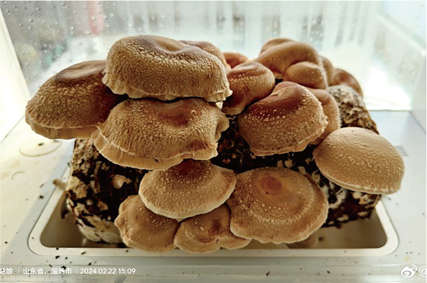Flush of brown mushrooms fruiting in a tray inside the growing box