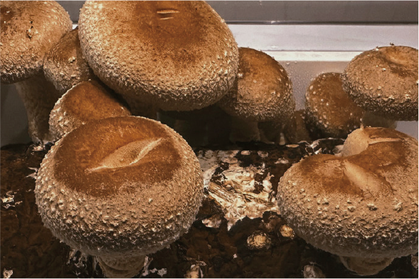 Close-up of shiitake mushrooms fruiting inside the LaNiTex mushroom box