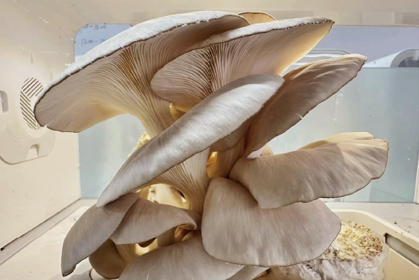 Close-up of oyster mushrooms fruiting inside the LaNiTex mushroom box