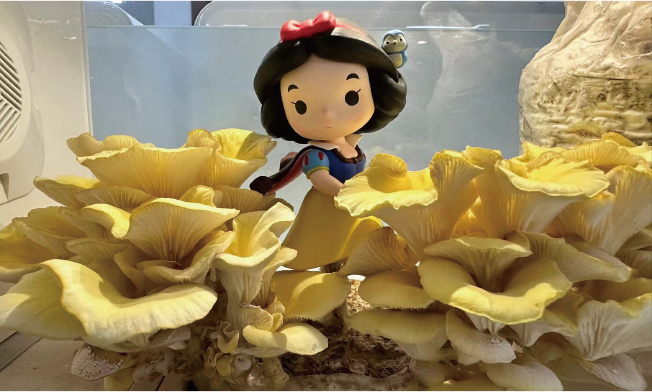 Golden oyster mushrooms fruiting around a small decorative figurine
