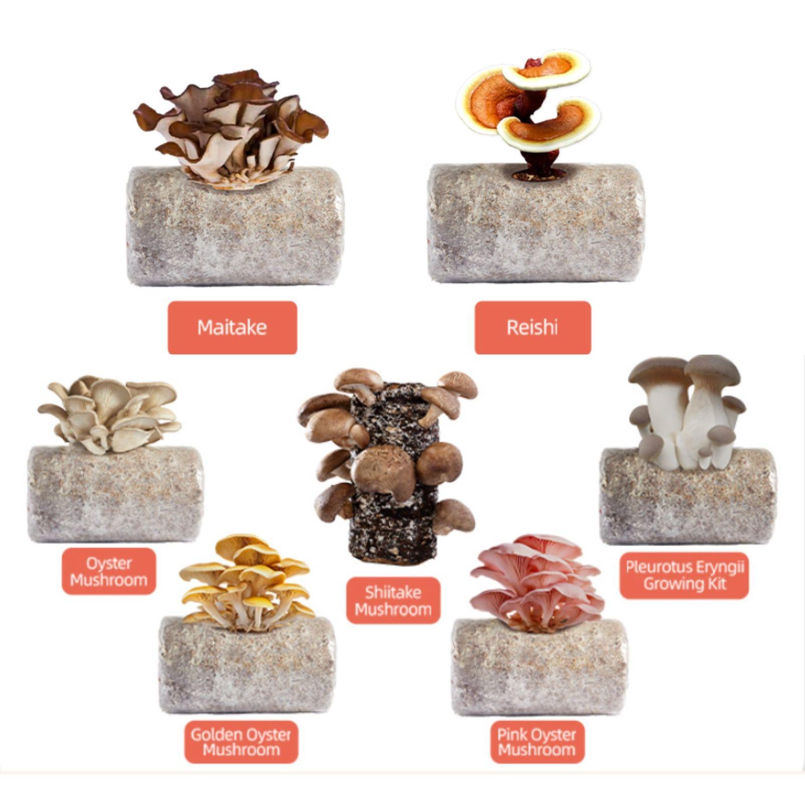 Various mushroom growing kits on a white background with labels.