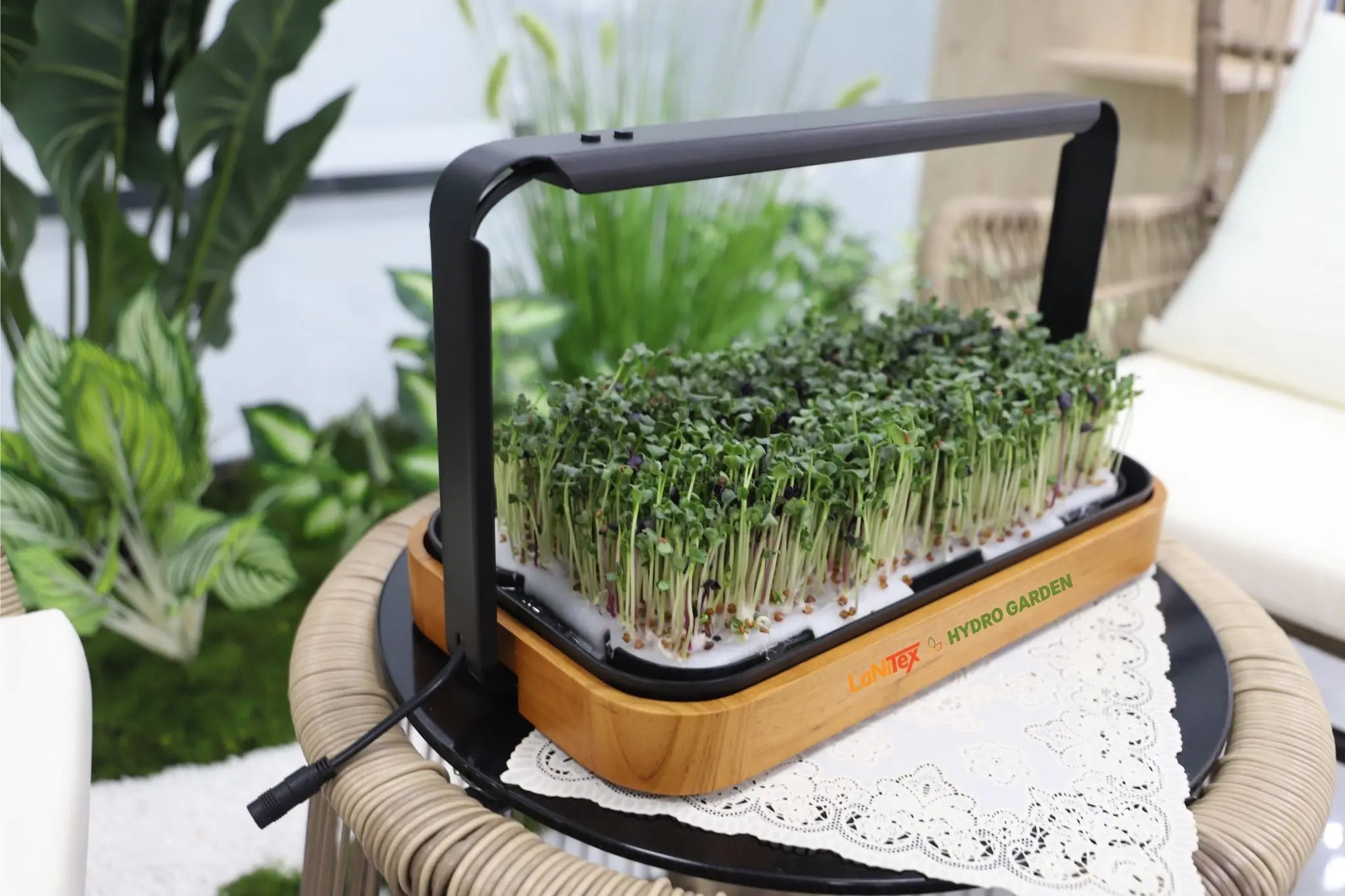 Wooden-style LaNiTex microgreen growing kit on a patio side table with lush radish microgreens under LED light