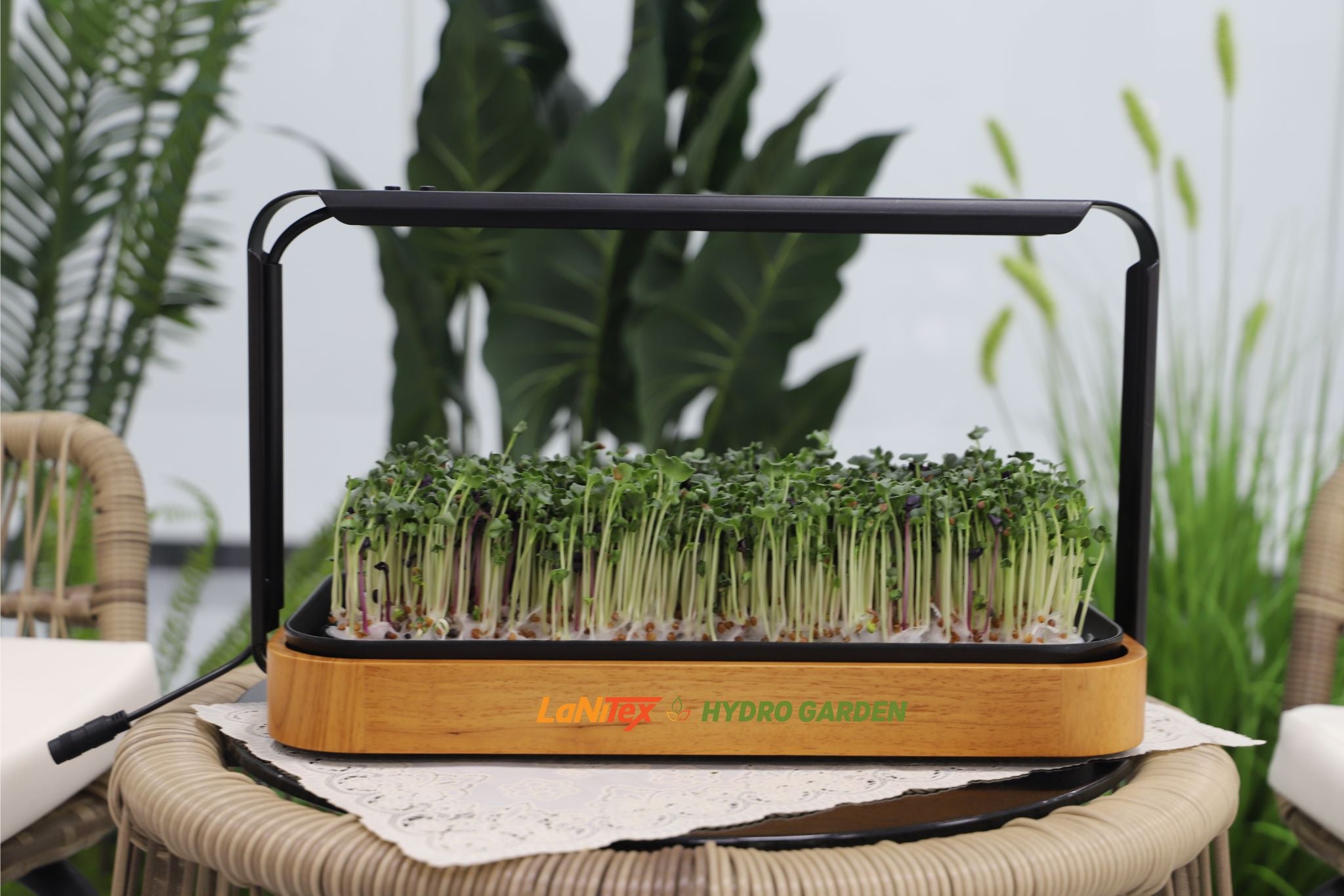 Wooden-style microgreen growing kit with tall microgreens on an outdoor table, LaNiTex Hydro Garden