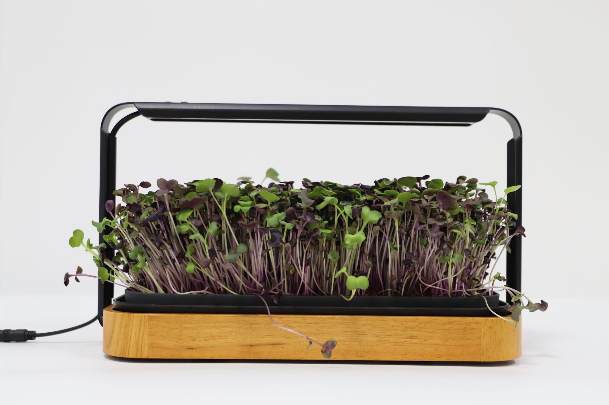 Self-watering wooden microgreen kit with mature purple radish microgreens, white background